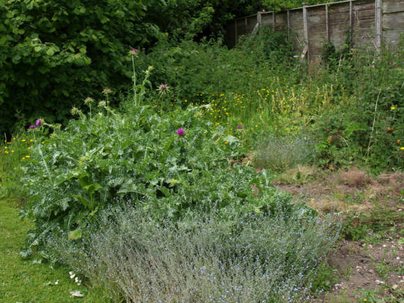 Расторопша пятнистая (Silybum marianum) в саду