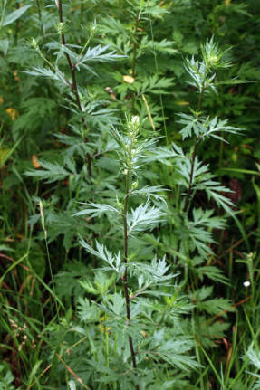 Полынь обыкновенная, чернобыльник (Artemisia vulgaris)