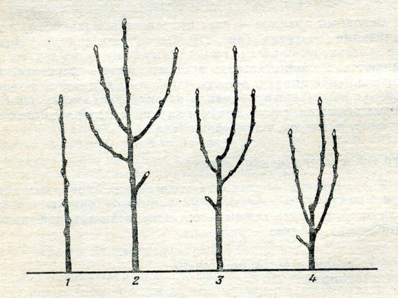 Реакция на различную степень укорачивания: 1 - однолетняя ветка, 2- рост той же ветки без обрезки; 3 - укорачивание на 1/3, 4 - укорачивание на 2/3