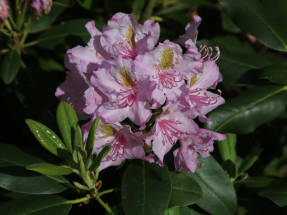 Рододендрон крупнолистный (Rhododendron macrophyllum)