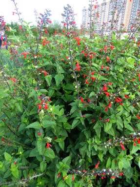 Сальвия ярко-красная (Salvia coccinea) Jewel Red