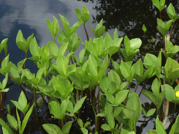 Вахта трехлистная (Menyanthes trifoliata)