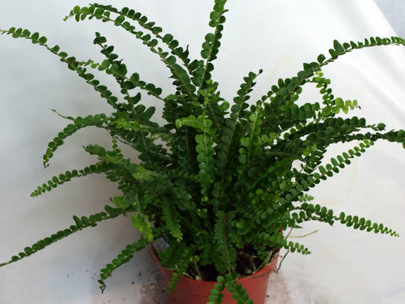 Нефролепис сердцелистный (Nephrolepis cordifolia) Duffii