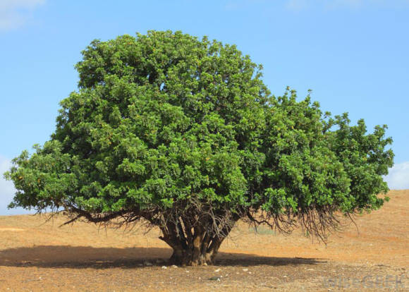 Рожковое дерево - «чёрное золото» Кипра