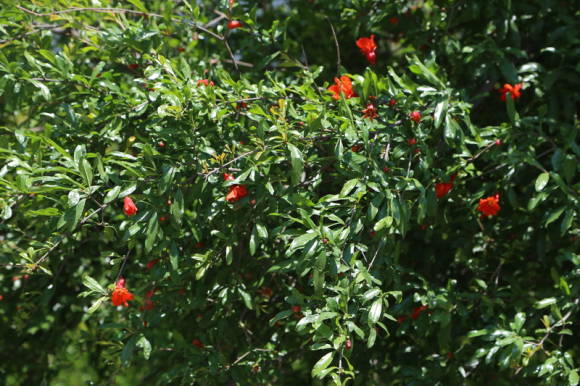 Гранат обыкновенный (Punica granatum)