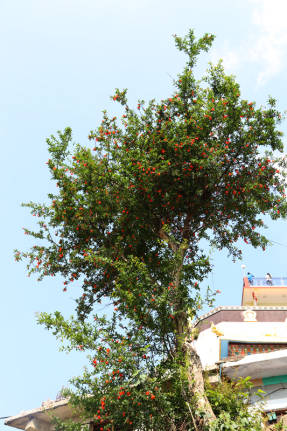 Гранат обыкновенный (Punica granatum)
