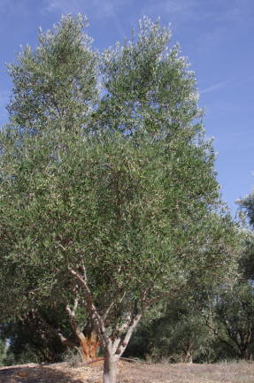 Олива европейская (Olea europaea) в Греции