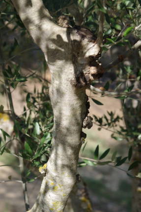 Олива европейская (Olea europaea), ствол