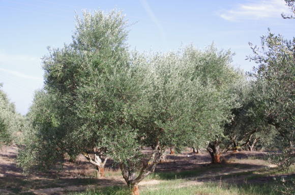 Оливковая роща в Греции
