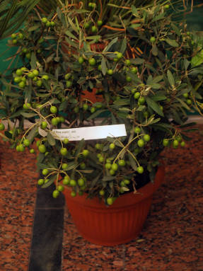 Олива европейская (Olea europaea)