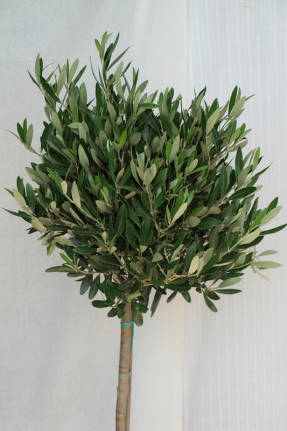 Олива европейская (Olea europaea) на штамбе
