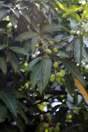 Манго индийское (Mangifera indica)