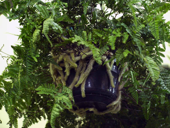Даваллия канарская (Davallia canariensis)