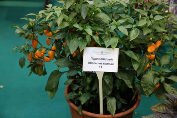 Перец сладкий Апельсин желтый F1 (НК-Русский огород)