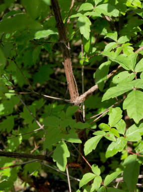 Клен серый (Acer griseum)