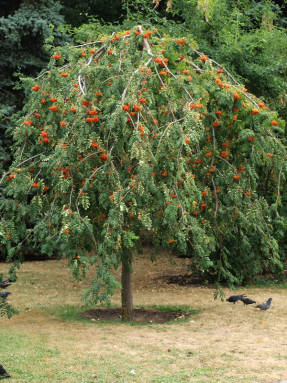 Рябина обыкновенная (Sorbus aucuparia) Pendula