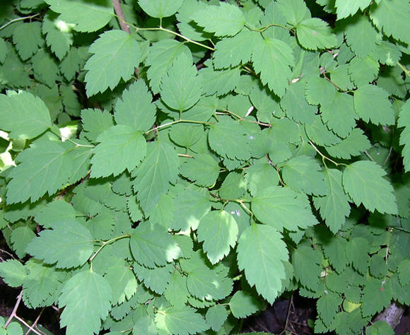 Спирея извилистая (Spiraea flexuosa) син. Спирея дубравколистная (Spiraea chamaedryfolia)