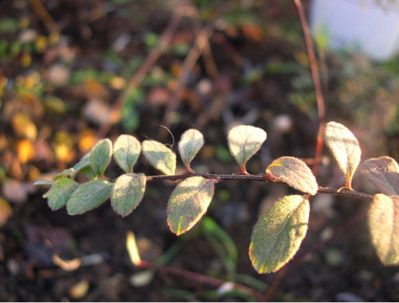 Спирея мягколистная (Spiraea mollifolia) осенью
