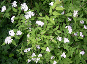 Спирея Ростгорна (Spiraea rosthornii)