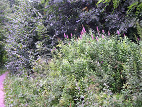 Спирея сиренецветная (Spiraea x syringaeflora)