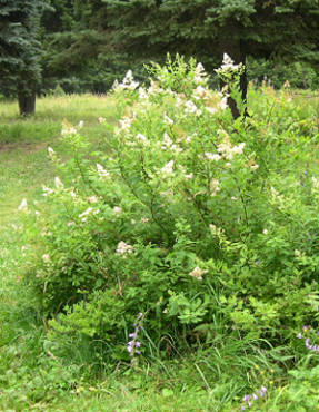 Спирея широколистная (Spiraea latifolia син. Spiraea alba)