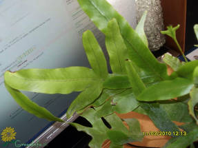 Флебодиум золотистый (Phlebodium aureum)