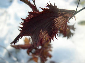 Спирея Бумальда Crispa, осенний листок