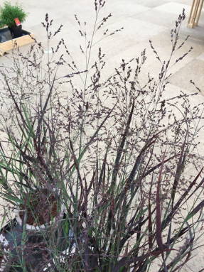 Просо прутьевидное (Panicum virgatum) Purple Breeze