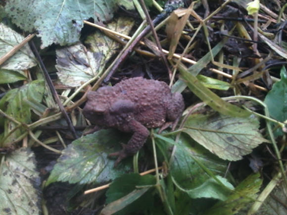 Серая жаба крупнее зеленой и тело у нее бурого цвета.