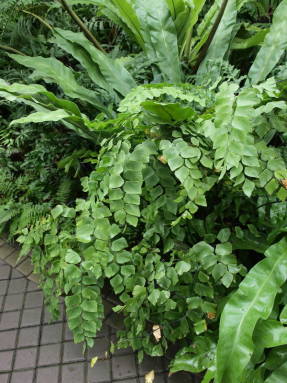 Адиантум перуанский (Adiantum peruvianum) 