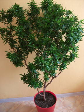 Мирт обыкновенный (Myrtus communis) Боэтика