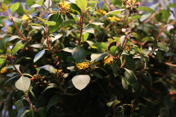 Вербейник скученноцветковый (Lysimachia congestiflora) 