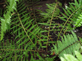 Асплениум, или костенец морковнолистный (Asplenium daucifolium)