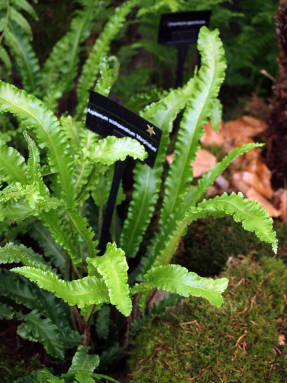 Асплениум, или костенец обыкновенный (Asplenium scolopendrium) Marginatum 