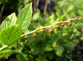 Леукотоэ Грея (Leucothoe grayana), плоды