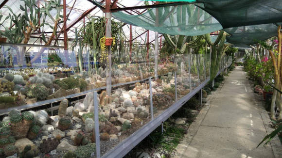 Никитский ботанический сад. Кактусовая оранжерея