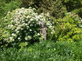 Шуазия тройчатая в саду Джона Брукса