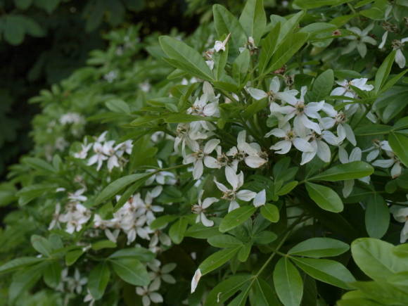 Шуазия тройчатая (Choisia ternata)