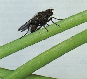 Луковая муха