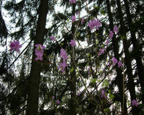 Рододендрон даурский (Rhododendron dauricum)
