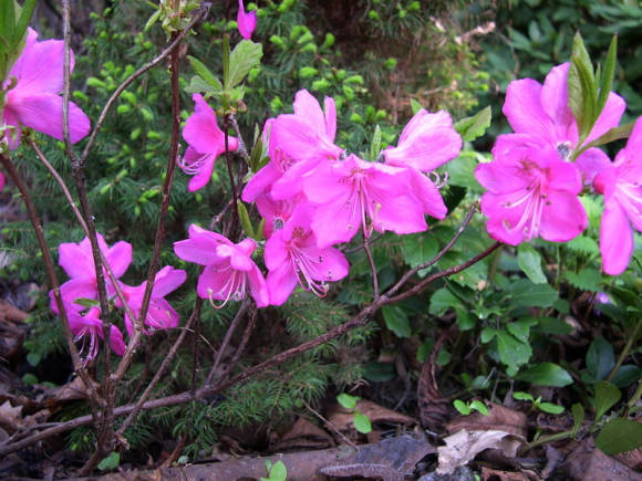 Рододендрон Альбрехта (Rhododendron albrechtii)