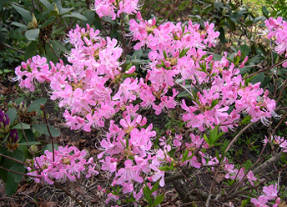 Рододендрон Вазея (Rhododendron vaseyi)