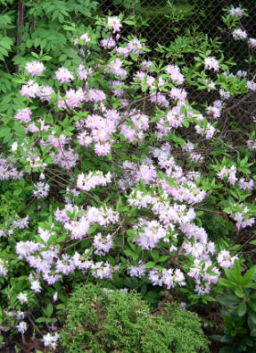Рододендрон Вазея (Rhododendron vaseyi) Album