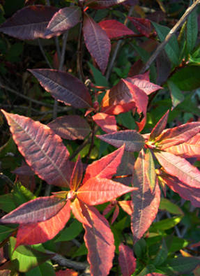 Рододендрон Вазея (Rhododendron vaseyi) Album осенью