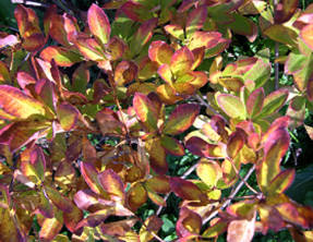 Рододендрон древовидный (Rhododendron arborescens) осенью