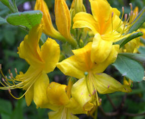 Рододендрон желтый (Rhododendron luteum) осенью