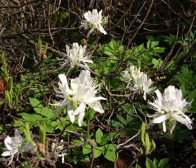 Рододендрон канадский (Rhododendron canadense) Albiflorum