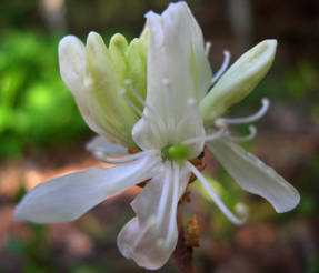 Рододендрон канадский (Rhododendron canadense) Albiflorum