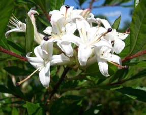 Рододендрон клейкий (Rhododendron viscosum)