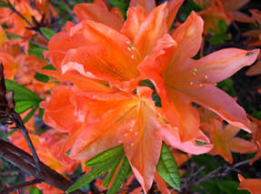Рододендрон Костера (Rhododendron x kosterianum)